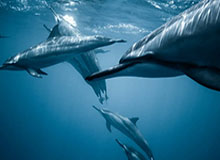 法国冬奥代表团人数创纪录